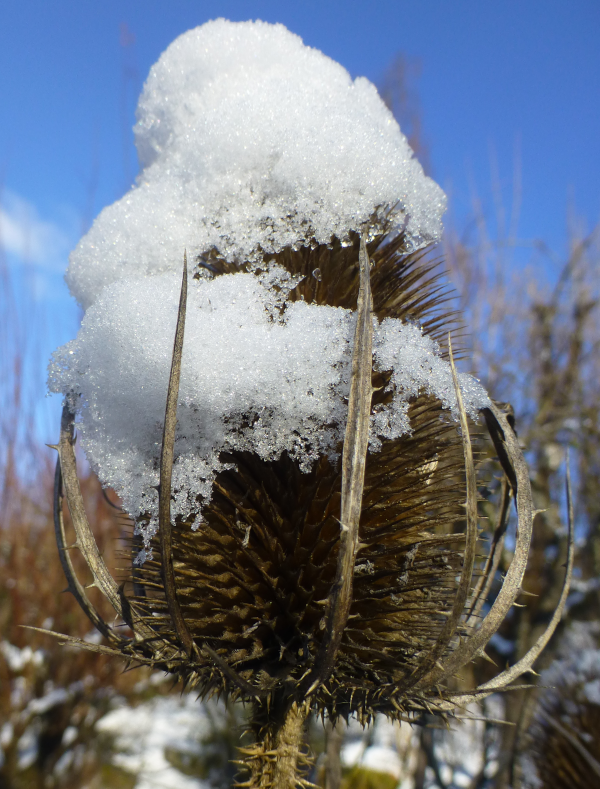 Kardenblüten mit Griffeln und Narben